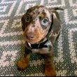 Minute dachshund puppies dwarf size 