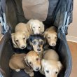 Minute dachshund puppies dwarf size 