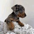 Minute dachshund puppies dwarf size 