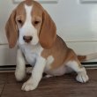 Beagle fiú eladó!