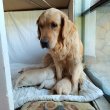 Aranyos Golden Retriever Kiskutyak