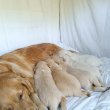 Aranyos Golden Retriever Kiskutyak