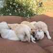 Aranyos Golden Retriever Kiskutyak