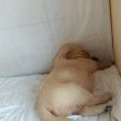 Aranyos Golden Retriever Kiskutyak