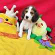 Gyönyörű Beagle kiskutyák 
