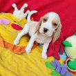 Gyönyörű Beagle kiskutyák 