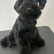 Közép schnauzer gyönyörű intelligens kiskutyák