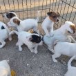 Eladó Jack Russel kölykök