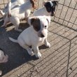 Eladó Jack Russel kölykök