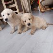 Golden retriever kölykök 