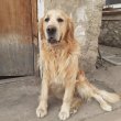 Golden retriever kölykök 