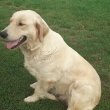 Golden retriever kölykök 