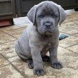 Eladó Cane Corso kölykök
