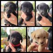 Cuki Puli mix