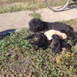 Cuki Puli mix