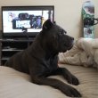 Cane corso puppies for sale