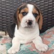 Beagle kölykökkutyák eladók 
