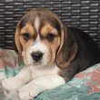 Beagle kölykökkutyák eladók 