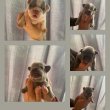 Francia bulldog kiskutyák