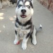 Gyönyörű,8hetes Husky babák,oltva,féregtelenítve 