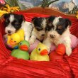 Biewer yorkshire 06307020801
