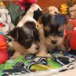 Biewer yorkshire 06307020801