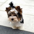 Biewer yorkshire 06307020801