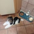 Biewer yorkshire 06307020801