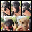 Cuki Puli mix