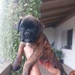 Boxer kölykök 