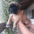 Boxer kölykök 