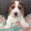 Beagle kölykökkutyák eladók 