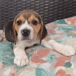 Beagle kölykökkutyák eladók 