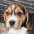 Beagle kölykökkutyák eladók 