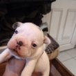 Francia bulldog kiskutyák előjegyezhetőek!