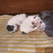 Francia bulldog kiskutyák előjegyezhetőek!