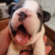 Francia bulldog kiskutyák előjegyezhetőek!