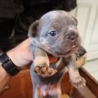 Francia bulldog kiskutyák előjegyezhetőek!