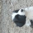 Border collie kiskutyák 
