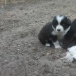 Border collie kiskutyák 