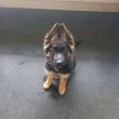 German shepherd puppies for sale