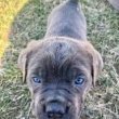 Imádnivaló Cane Corso kiskutyák