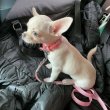 Chihuahua puppies are ready to go 