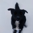 Border collie jellegű keverék kutya gazdit keres