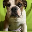 Angol Bulldog kislány 