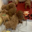 Törzskönyves toy/törpe uszkár kiskutyák