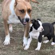 Amerikai Staffordshire Terrier