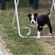 Amerikai Staffordshire Terrier