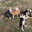 Amerikai Staffordshire Terrier
