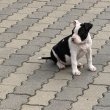 Amerikai Staffordshire Terrier